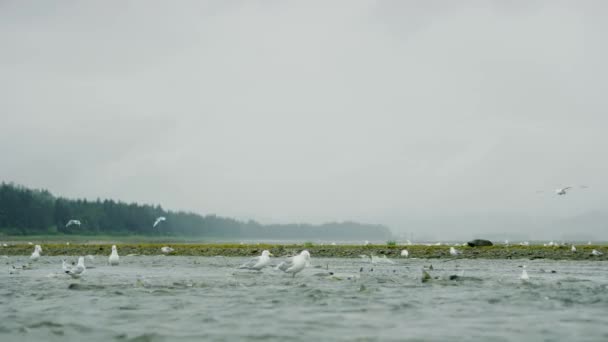 Seagulls Shuttle Back Forth River Food Salmon Animal Food Chain — Stock Video