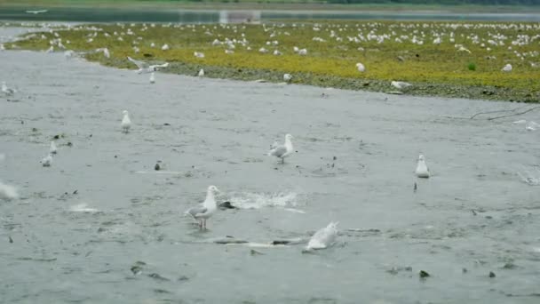 Nehrin Çıkışında Martılar Besleniyor Etrafta Somon Var Somon Olarak Hayvan — Stok video
