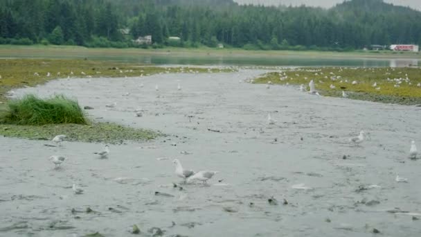 川の出口では カモメが餌を与えている 周りにサーモンがいる 2017年夏 アラスカ州産卵のために淡水に戻るサケとしての動物性食物連鎖 — ストック動画
