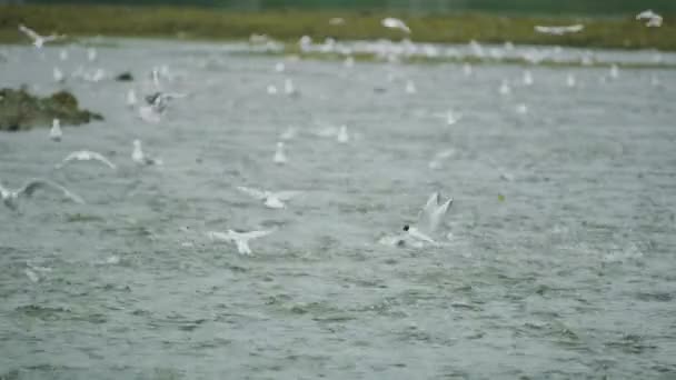 Martılar Deniz Kuşları Nehirde Yiyecek Ararken Havada Kanatlarını Çırparlar Somon — Stok video