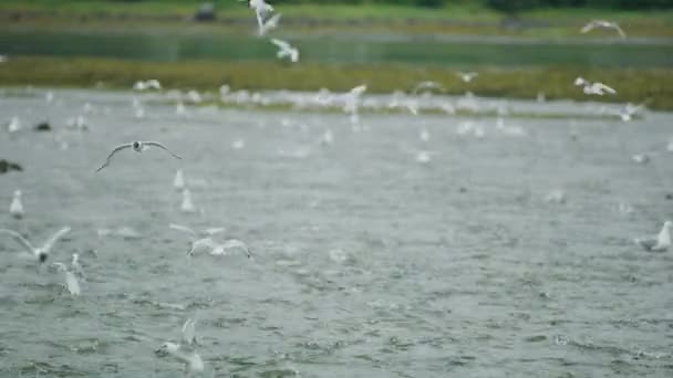 갈매기 바닷새들 날개를 거리며 강에서 먹이를 찾는다 연어로서의 산란기 알래스카 — 비디오