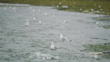 Nehrin çıkışında, martılar besleniyor. Etrafta somon var. Somon olarak hayvan besin zinciri tatlı suya yumurtlamak için geri döner, Alaska, 2017 yazı..