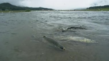 Umutsuzca mücadele. Somon balığı nehirde hayatta kalmak için mücadele eder. Somon leşi. Somon olarak hayvan besin zinciri tatlı suya yumurtlamak için geri döner, Alaska, 2017 yazı..