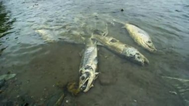 Umutsuzca mücadele. Somon balığı nehirde hayatta kalmak için mücadele eder. Somon leşi. Somon olarak hayvan besin zinciri tatlı suya yumurtlamak için geri döner, Alaska, 2017 yazı..