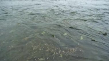 Bazı somonlar nehirde yüzüyor. Birbirlerine fiziksel olarak çarpıyorlar. Somon olarak hayvan besin zinciri tatlı suya yumurtlamak için geri döner, Alaska, 2017 yazı..