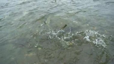 Bazı somonlar nehirde yüzüyor. Birbirlerine fiziksel olarak çarpıyorlar. Somon olarak hayvan besin zinciri tatlı suya yumurtlamak için geri döner, Alaska, 2017 yazı..