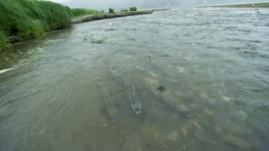 Bazı somonlar nehirde yüzüyor. Birbirlerine fiziksel olarak çarpıyorlar. Somon olarak hayvan besin zinciri tatlı suya yumurtlamak için geri döner, Alaska, 2017 yazı..