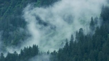 Beyaz bulutlar yeşil dağ tepelerinde yavaşça hareket eder. Odaklanmamış arka plan. Dağların ve kozalaklı ormanların doğal manzarası. Alaska, 2017 yazı..