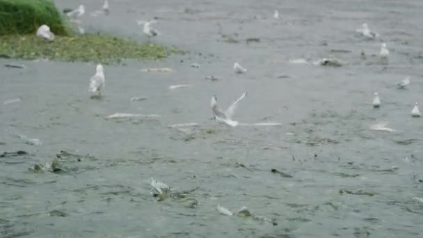 Los Salmones Están Atrapados Las Aguas Poco Profundas Del Río — Vídeos de Stock