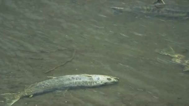 Umutsuzca Mücadele Somon Balığı Nehirde Hayatta Kalmak Için Mücadele Eder — Stok video