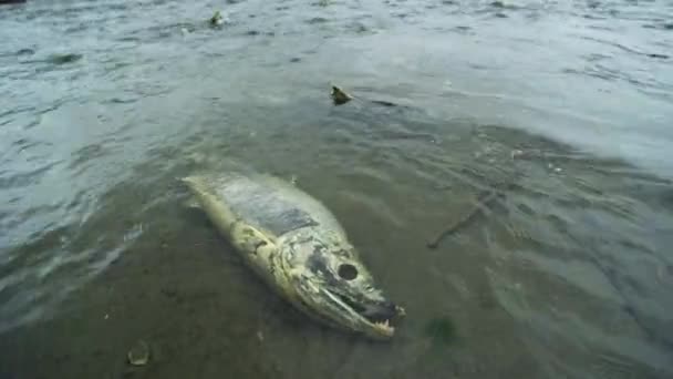 Desperate Struggle Salmon Struggle Survive River Salmon Carcass Animal Food — Stock Video