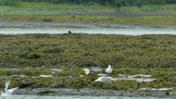 カモメとハゲは湿地で死んだサケを食べる 水生植物で覆われています ライフサークル アラスカ川のサーモンとカモメ 2017年夏 — ストック動画