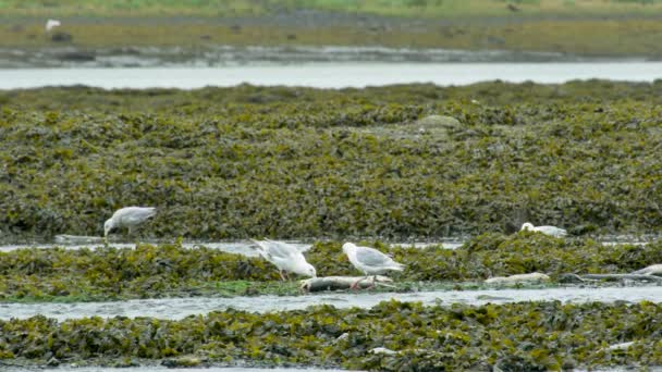 湿地内のサケの死骸に餌を与える海鳥 水生植物で覆われています ライフサークル アラスカ川のサーモンとカモメ 2017年夏 — ストック動画