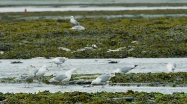 Bataklıkta somon leşleriyle beslenen martılar. Su bitkisiyle kaplı. Alaska Nehirleri 'nde somon ve martılar var. 2017 yazı..