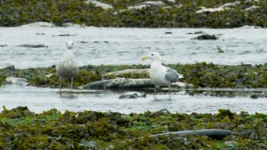 Bataklıkta somon leşleriyle beslenen martılar. Su bitkisiyle kaplı. Alaska Nehirleri 'nde somon ve martılar var. 2017 yazı..