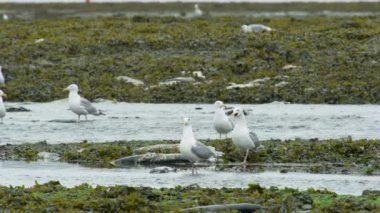 İki martı gagalarını açar ve cıvıldar. Birbirlerini kanatlarıyla dövüyorlar. Alaska Nehirleri 'nde somon ve martılar var. 2017 yazı..