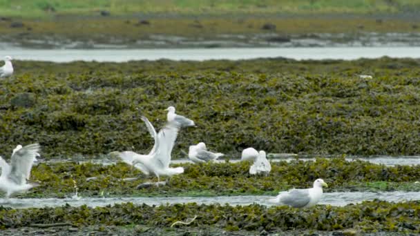 湿地内のサケの死骸に餌を与える海鳥 水生植物で覆われています ライフサークル アラスカ川のサーモンとカモメ 2017年夏 — ストック動画