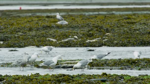 Seagulls Feeding Salmon Carcasses Wetland Couvert Plantes Aquatiques Circle Life — Video