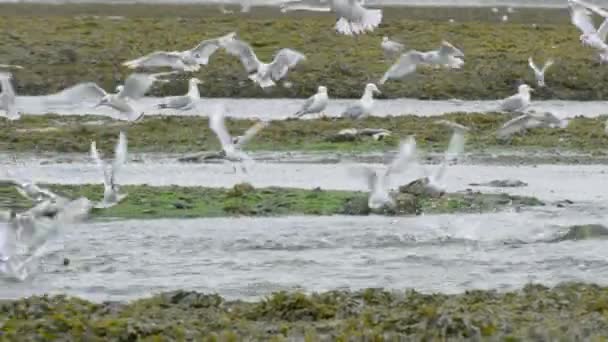 Gaviotas Aves Marinas Aletean Sus Alas Aire Buscando Comida Río — Vídeos de Stock