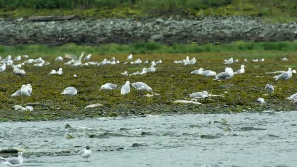 鲑鱼在河里挣扎 海鸥在湿地吃鲑鱼尸体 生命圈 阿拉斯加河流中的鲑鱼和海鸥 2017年夏 — 图库视频影像