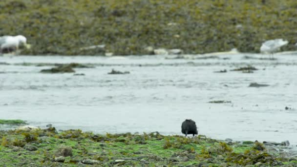 未知の黒い鳥が川で餌をやっていた ライフサークル アラスカ川のサーモンとカモメ 2017年夏 — ストック動画