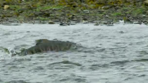 Річці Енергійно Плаває Лосось Удари Близької Відстані Circle Life Salmon — стокове відео
