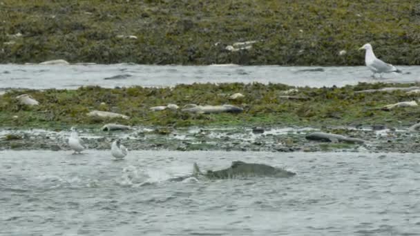サーモンが川で苦労した 湿地でサケの死骸を食べるカモメ ライフサークル アラスカ川のサーモンとカモメ 2017年夏 — ストック動画