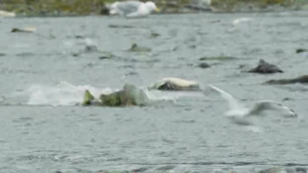 Чайки Махають Крилами Бавляться Річці Лосось Бореться Circle Life Salmon — стокове відео