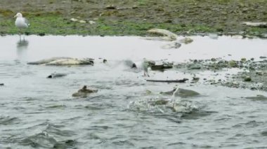 Bonaparte 'ın martısı somonları gagalarken kanatlarını çırpıyor ve uçuyor. Alaska Nehirleri 'nde somon ve martılar var. 2017 yazı..