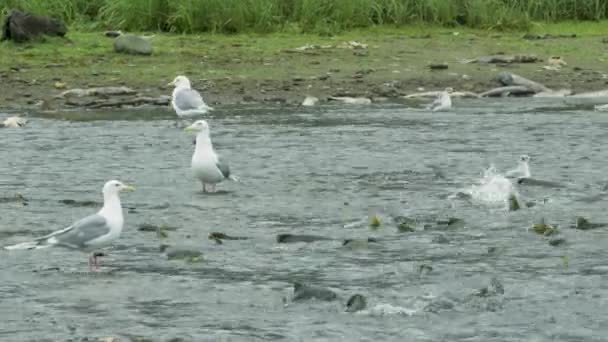 Gaviota Paró Río Vio Salmón Luchando Circle Life Salmon Seagulls — Vídeos de Stock