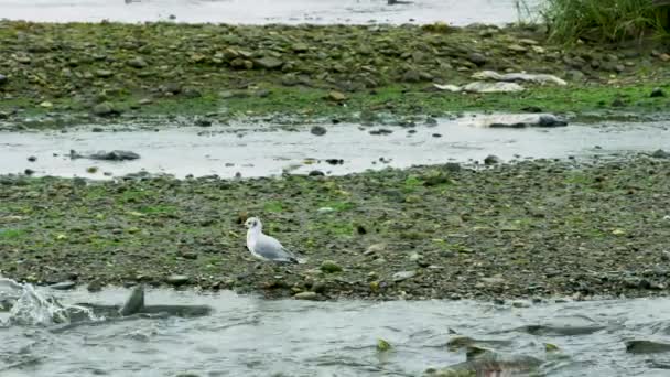 Γλάρος Του Βοναπάρτη Τρέφεται Από Ποτάμι Σολομός Παλεύει Στο Ποτάμι — Αρχείο Βίντεο