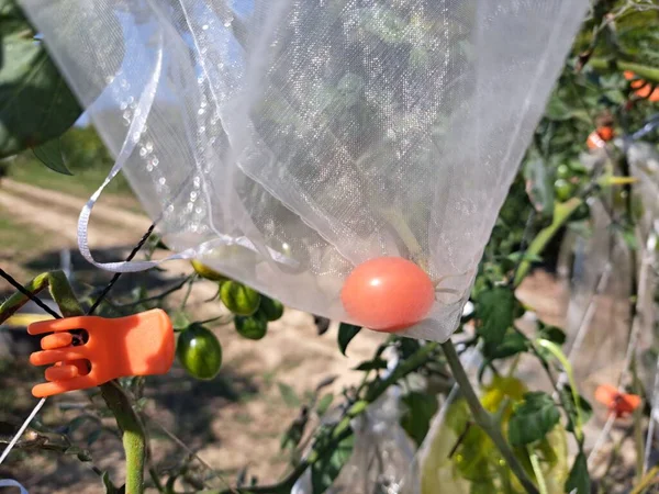 Koruyucu Meyve Torbasında Kırmızı Kiraz Domatesi Meyve Sebze Yetiştirmek Için — Stok fotoğraf