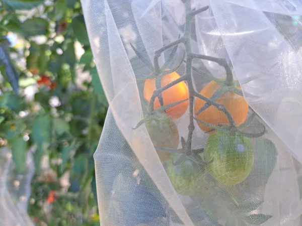 Koruyucu Meyve Torbalarında Kiraz Domatesleri Kuş Böcek Isırıklarından Korunmak Için — Stok fotoğraf