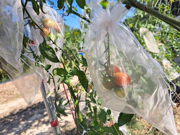 Koruyucu Meyve Torbalarında Kiraz Domatesleri Kuş Böcek Isırıklarından Korunmak Için — Stok fotoğraf