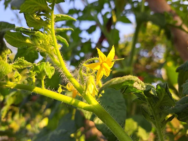 Sarı Çiçekli Kiraz Domatesleri Güneş Işığında Daha Taze Gözüküyorlar Meyve — Stok fotoğraf