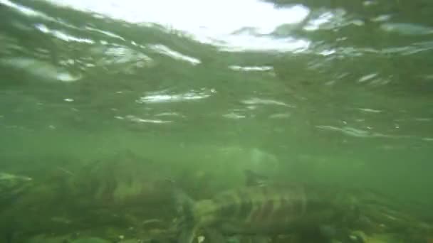 Salmón Río Listo Para Nadar Contra Corriente Fotografía Submarina Alaska — Vídeos de Stock