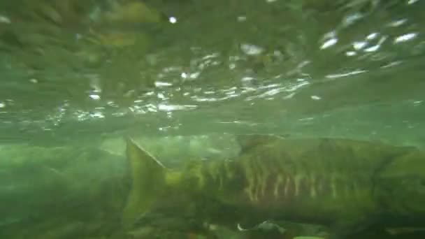 Lax Floden Redo Att Simma Mot Strömmen Undervattensfotografering Alaska Salmon — Stockvideo