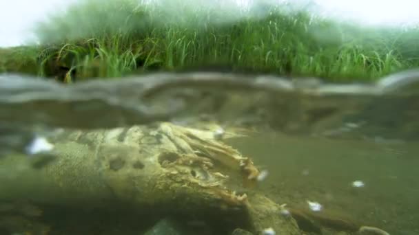 Slaktkroppar Lax Flyter Flodens Botten Undervattensfotografering Alaska Salmon Migration Resa — Stockvideo