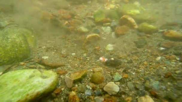 川の底の岩の横にあるサケの卵 水中写真です アラスカサーモン移行 挑戦と驚異に満ちた旅 アメリカ 2017年 — ストック動画
