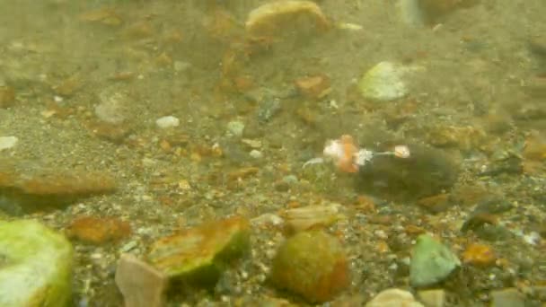 Лосось Ревів Біля Скелі Біля Підніжжя Річки Підводна Фотографія Alaskan — стокове відео