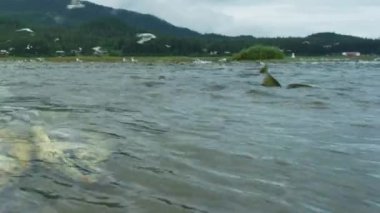 Ölü ve ölmek üzere olan somonlar, martılar onları avlar. Doğal ekosistem. Alaska Somon göçü: Zorluklar ve Harikalarla dolu bir yolculuk. ABD, 2017