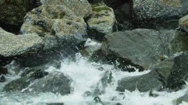 Somonlar kayalık nehir yataklarına atlayıp akıntıya karşı yüzerler. Alaska Somon göçü: Zorluklar ve Harikalarla dolu bir yolculuk. ABD, 2017