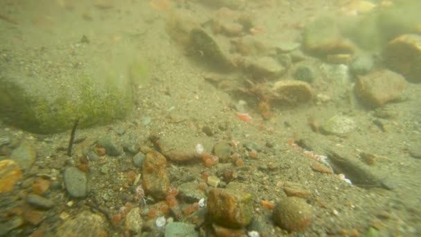 鲑鱼在河底的岩石旁边啼叫 水下摄影阿拉斯加鲑鱼迁移 充满挑战和奇迹的旅程 2017 — 图库视频影像