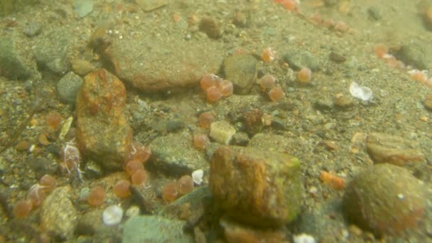 Lax Rom Bredvid Stenar Botten Flod Undervattensfotografering Alaska Salmon Migration — Stockvideo