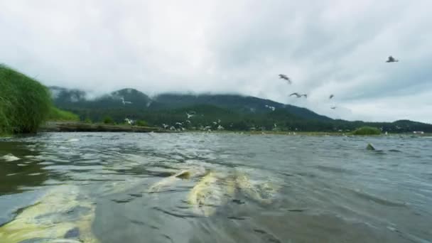 Salmón Muerto Moribundo Las Gaviotas Aprovechan Ellos Ecosistema Natural Alaska — Vídeos de Stock