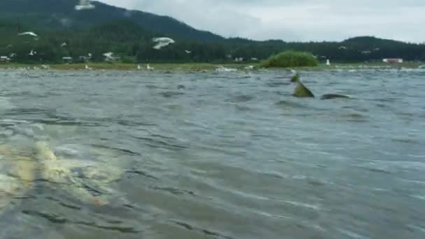 Dead Dying Salmon Gulls Prey Them Natural Ecosystem Alaskan Salmon — Stock Video