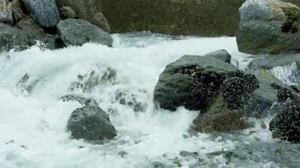 연어는 바위가 강바닥으로 뛰어들어 급류를 상류로 헤엄쳐 올라간다 칸살몬 Alaskan — 비디오