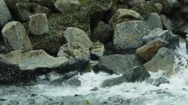 Лосось Стрибає Скелясті Береги Річки Пливе Вгору Течією Порогами Alaskan — стокове відео
