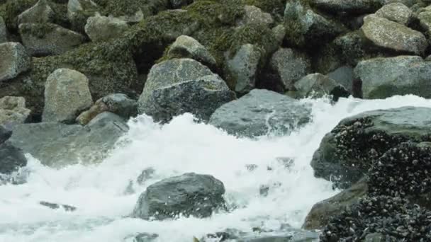 鮭は岩の多い河床に飛び込み 急流で上流に泳ぎます アラスカサーモン移行 挑戦と驚異に満ちた旅 アメリカ 2017年 — ストック動画