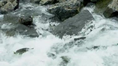 Somonlar kayalık nehir yataklarına atlayıp akıntıya karşı yüzerler. Alaska Somon göçü: Zorluklar ve Harikalarla dolu bir yolculuk. ABD, 2017